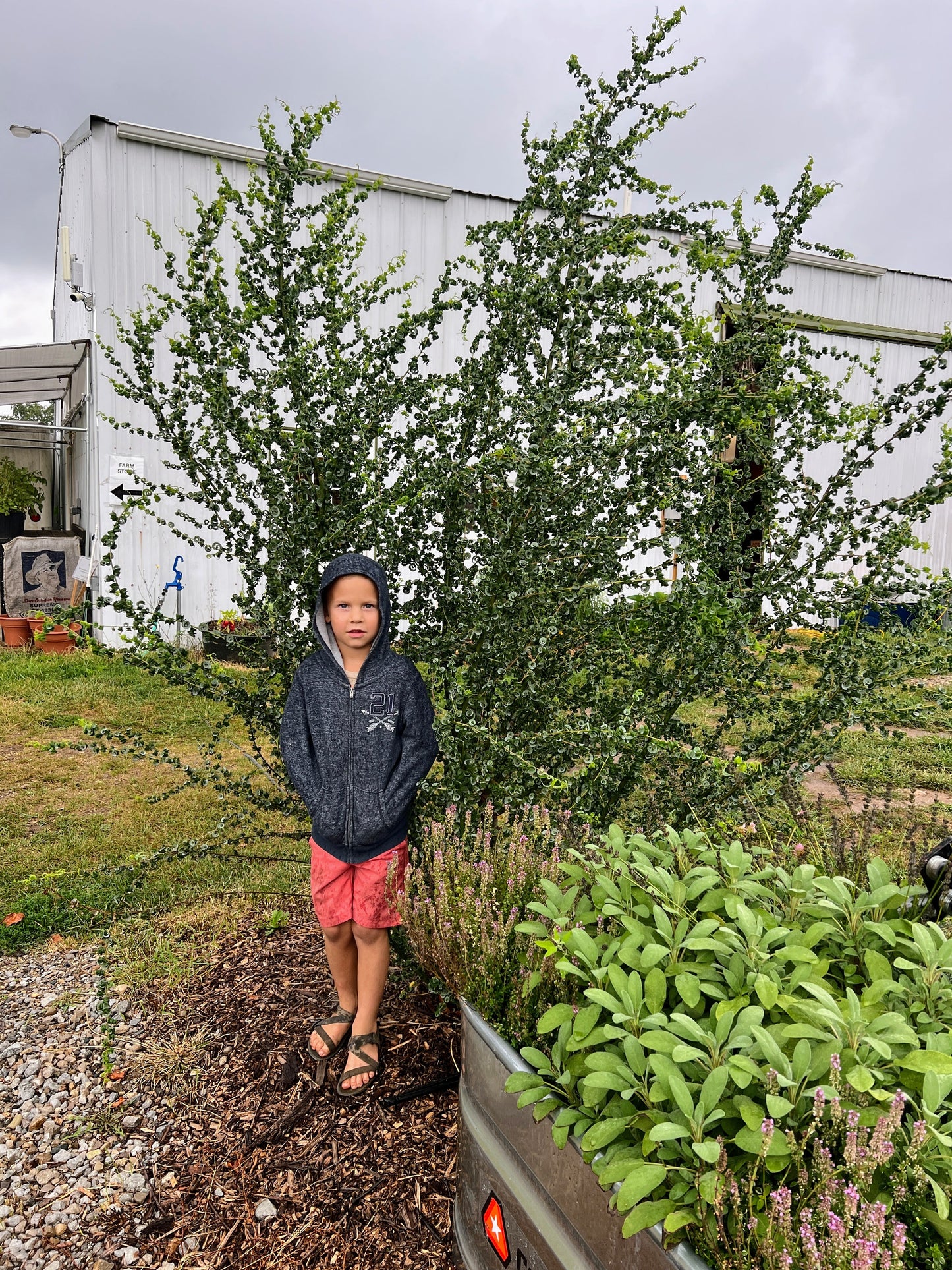 Ram's Horn Willow Salix babylonica 'Crispa' tree from The Farm On Central with twisted, curly branches and lush green foliage.