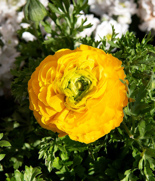Golden ranunculus flowers blooming from bulbs, showcasing vibrant yellow blooms, part of BloomingBulb's ranunculus flower collection.