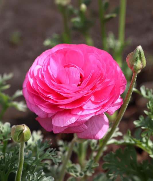 Bright pink ranunculus flowers with green foliage, showcasing the BloomingBulb pink ranunculus bulbs in full bloom.