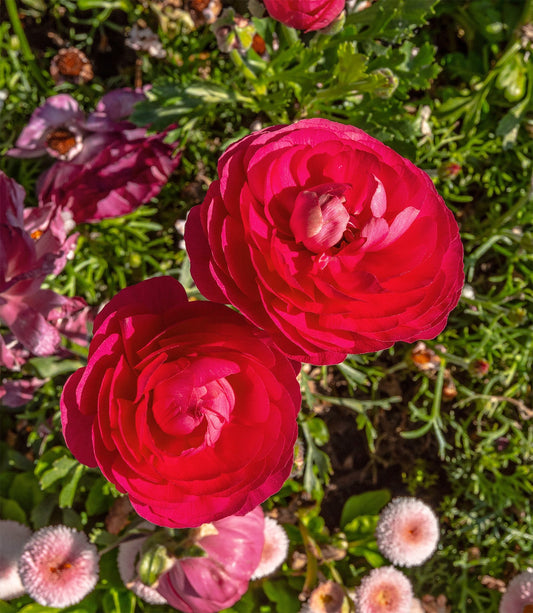Pink rose ranunculus flowers blooming from bulbs, showcasing vibrant petals and lush green foliage.