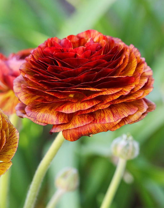 BloomingBulb Cafe Ranunculus bulbs, 10-pack, showing vibrant, multi-colored flower buds ready for planting.