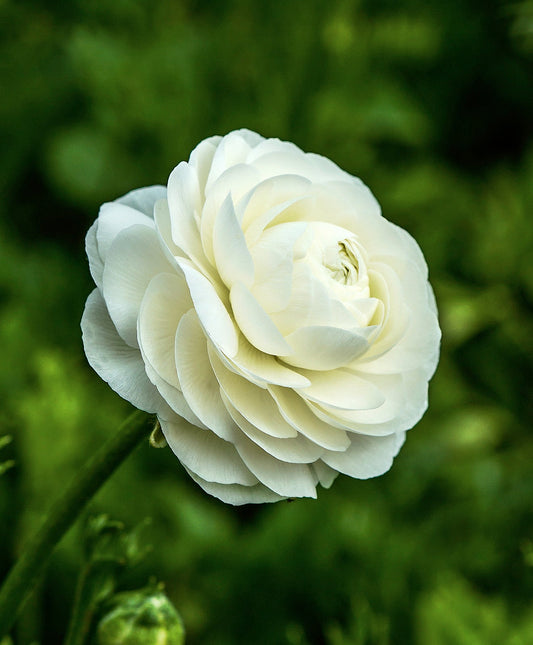 White Ranunculus flower bulbs from BloomingBulb, showcasing 10 bulbs ready for planting.