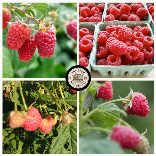 Fresh Heritage Raspberry from The Farm On Central, showcasing vibrant red raspberries ready for harvest.
