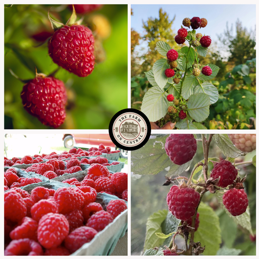 Fresh Caroline raspberry from The Farm On Central, showing vibrant red berries with green leaves on a white background.