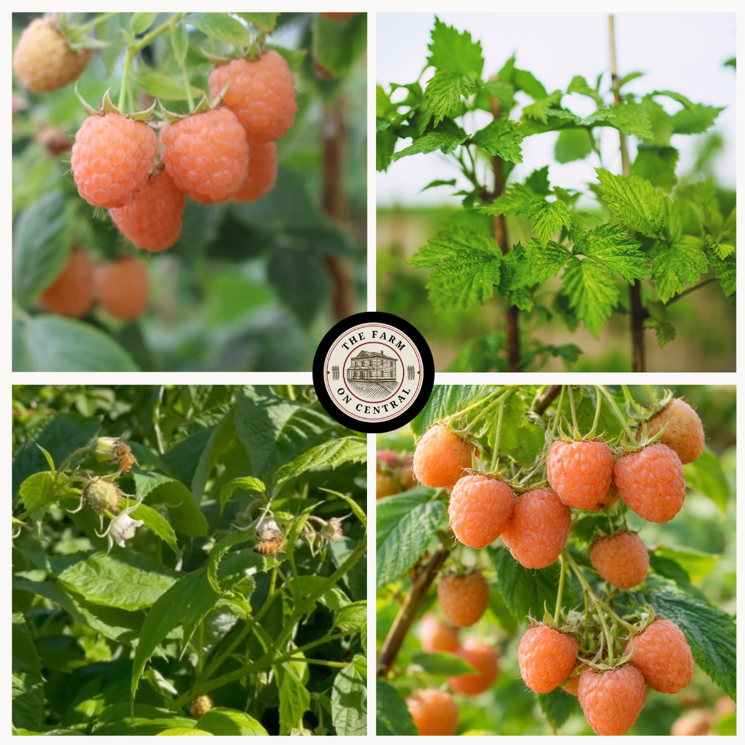 Golden double raspberry from The Farm On Central, showing ripe, plump berries with vibrant yellow and red hues.