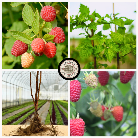 Healthy Prelude Raspberry plant from The Farm On Central with lush green leaves and ripe red raspberries.