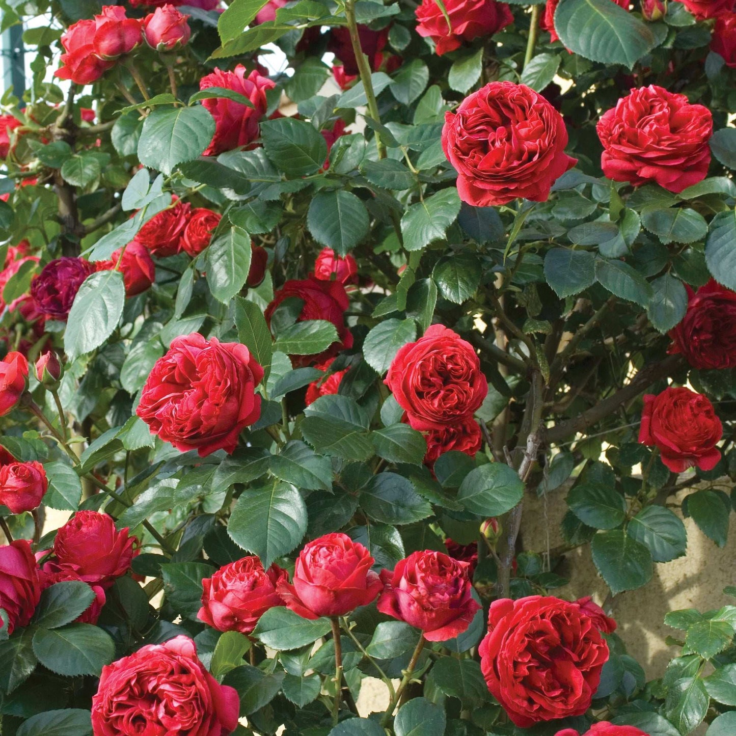 Red Don Juan climbing rose plant in a 1.5-gallon pot, showcasing vibrant red blooms and lush green foliage.