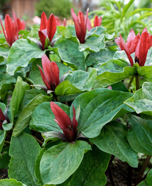 Red Trillium wood lily wildflower with five root divisions, blooming in a natural garden setting, by BloomingBulb.