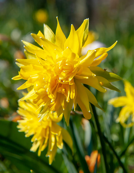 Rip Van Winkle double species daffodils blooming in a garden, showcasing bright yellow flowers from BloomingBulb.