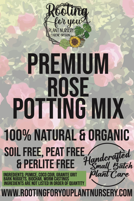 Fresh rose plant in a pot using Rose Premium Potting Mix by Rooting For You Plant Nursery, showing vibrant blooms and healthy foliage.