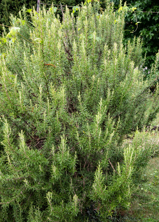 Fresh rosemary herb shrub by Sow Exotic, showcasing vibrant green rosemary leaves and woody stems for culinary use.