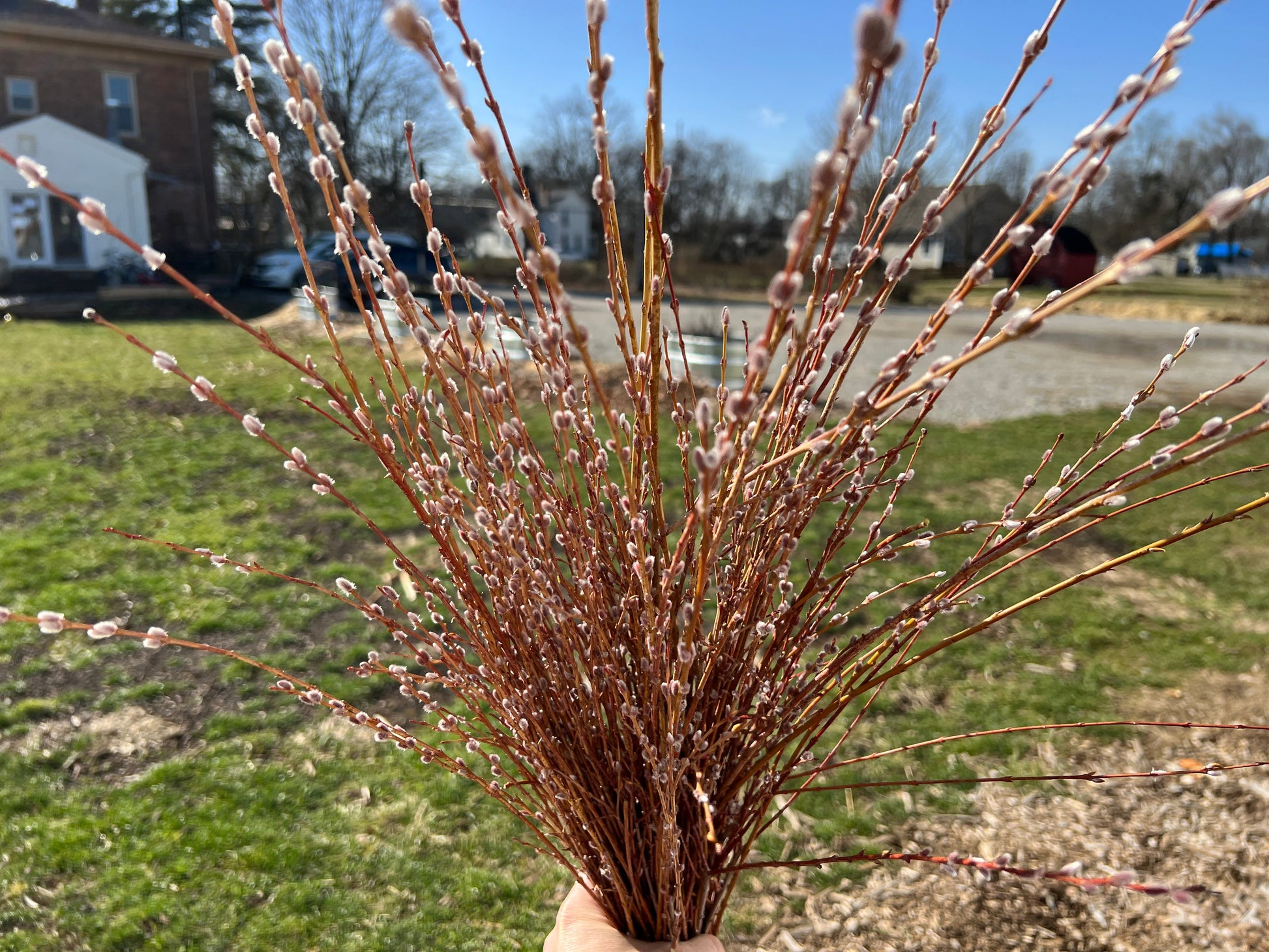 A 20-pack of Willows for Pollinators Mix with vibrant flowering willows, perfect for attracting pollinators to gardens and landscapes.