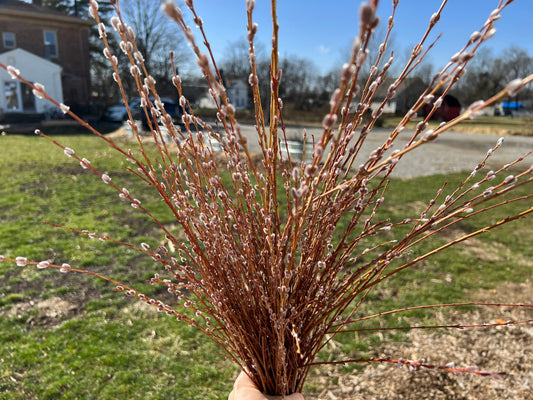 A 20-pack of Willows for Pollinators Mix with vibrant flowering willows, perfect for attracting pollinators to gardens and landscapes.