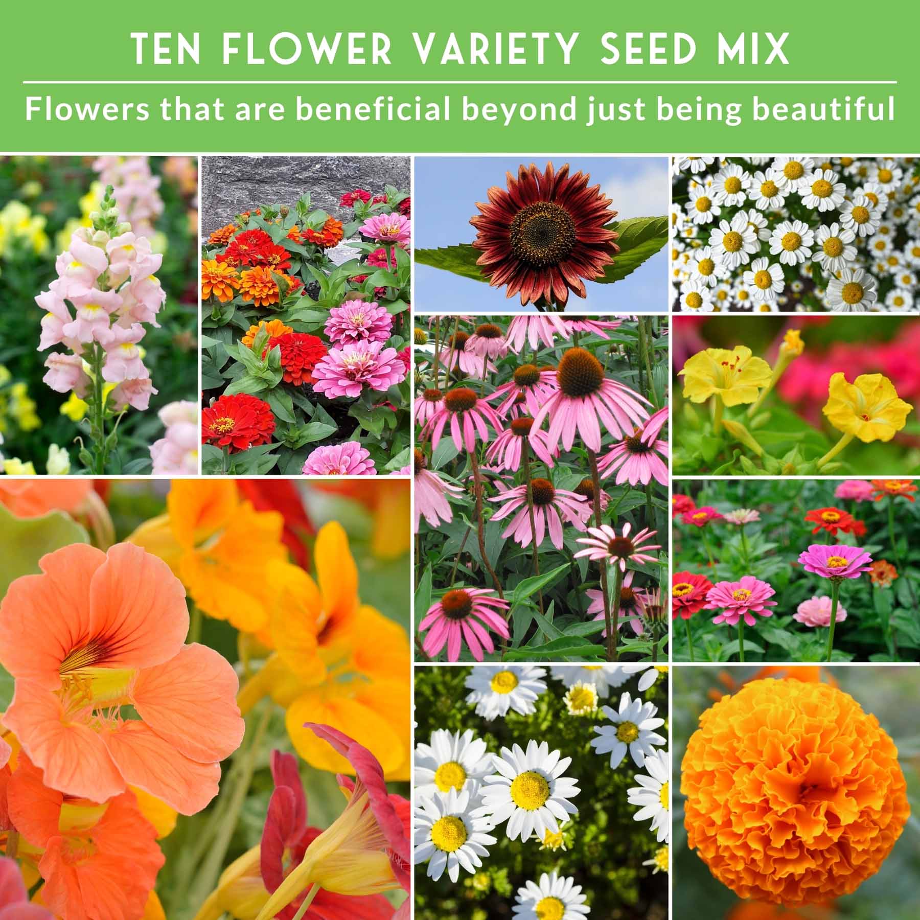 Assorted heirloom flower seeds from SurvivalGardenSeeds, colorful annuals and perennials for pollinator-friendly gardens.