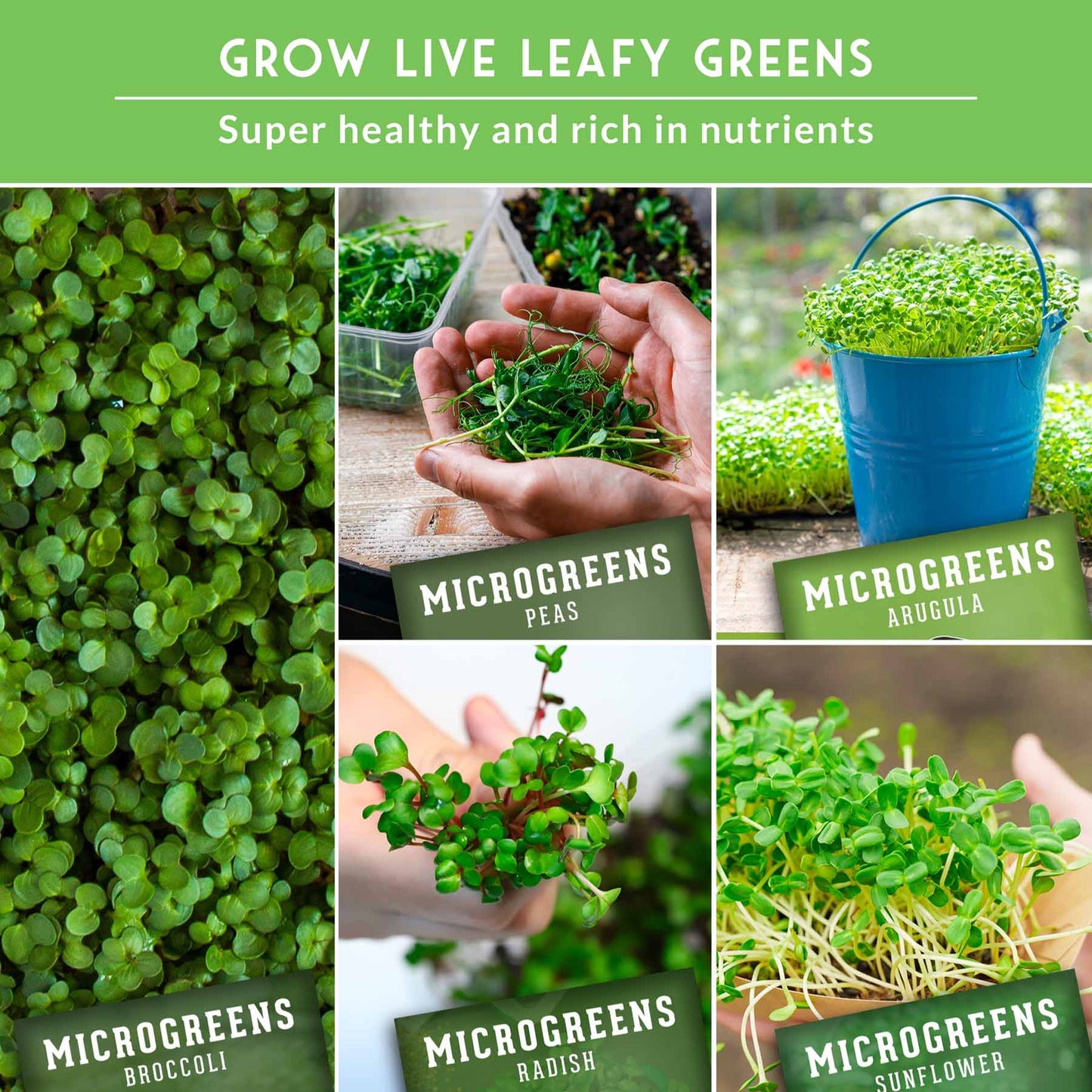 10-variety heirloom microgreens seeds pack from SurvivalGardenSeeds, showing colorful microgreen seedlings and seed packets.