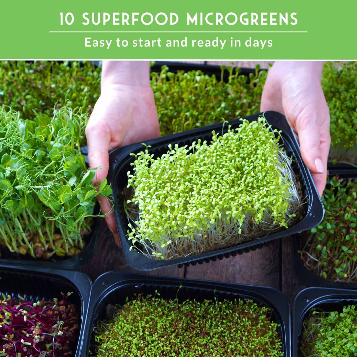 Assorted heirloom microgreens seeds pack from SurvivalGardenSeeds, non-GMO for indoor sprouting and year-round nutrition.