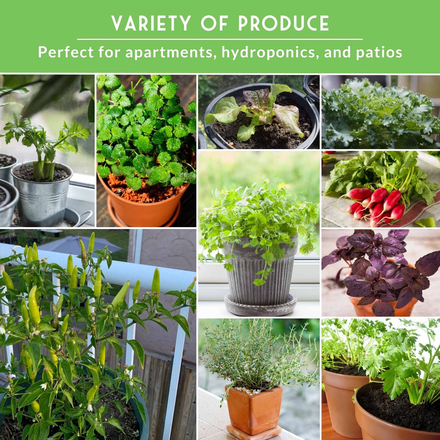 Assorted non-GMO heirloom vegetable seeds in a SurvivalGardenSeeds 20-variety apartment seed vault for indoor small-space gardening.
