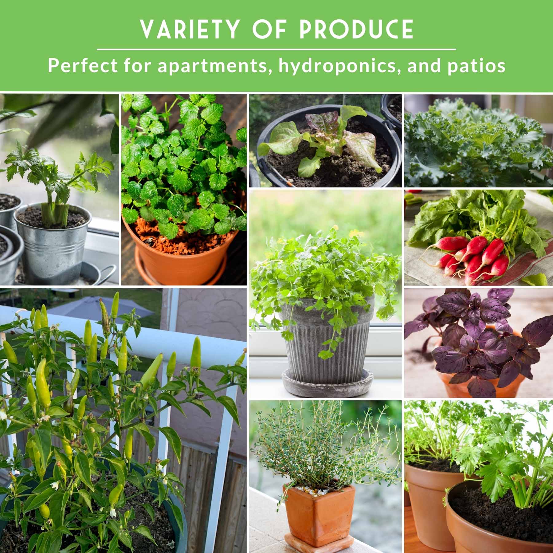 Assorted non-GMO heirloom vegetable seeds in a SurvivalGardenSeeds 20-variety apartment seed vault for indoor small-space gardening.