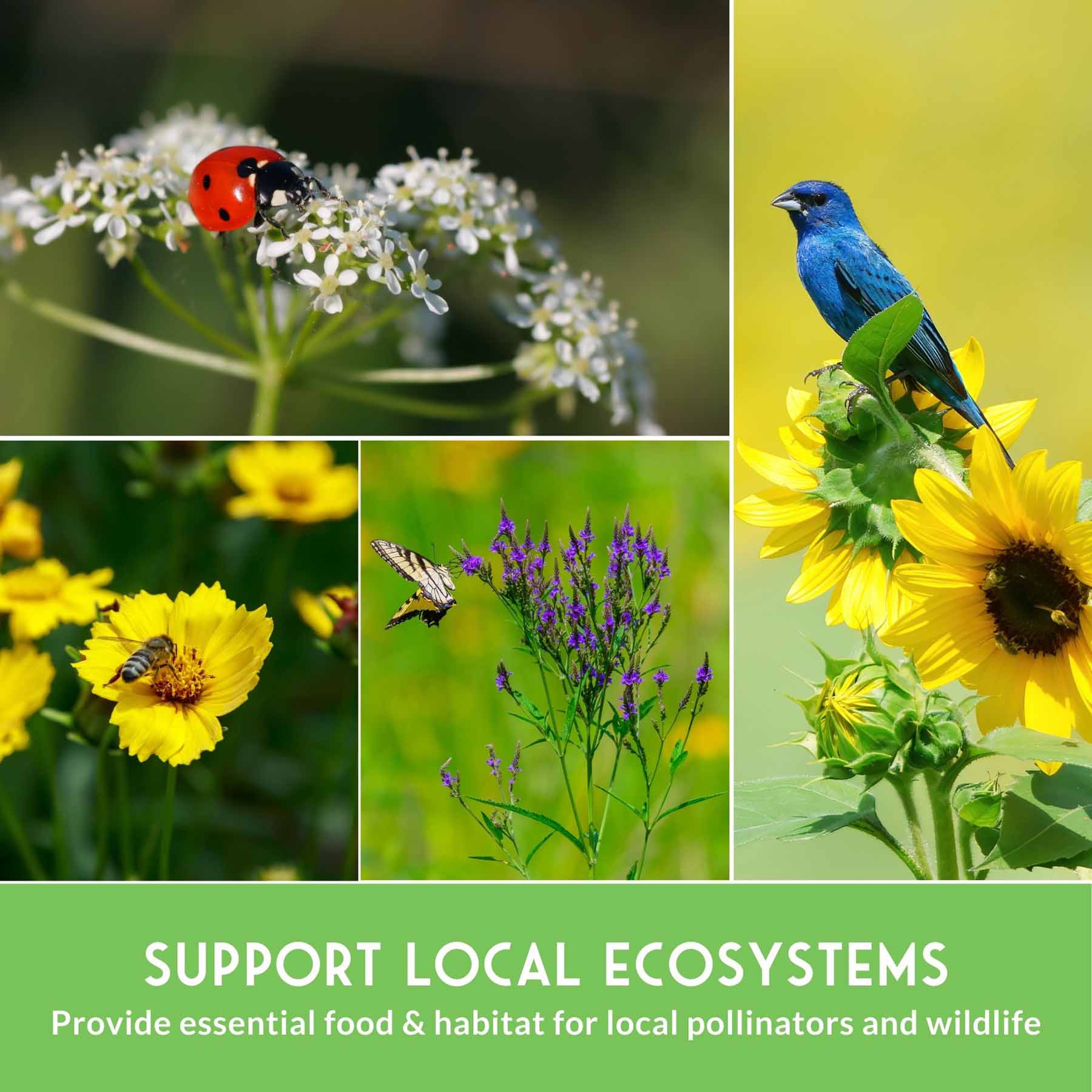 Native Habitat Seed Collection by SurvivalGardenSeeds with 24 native wildflower and grass seed packets for pollinators and meadows