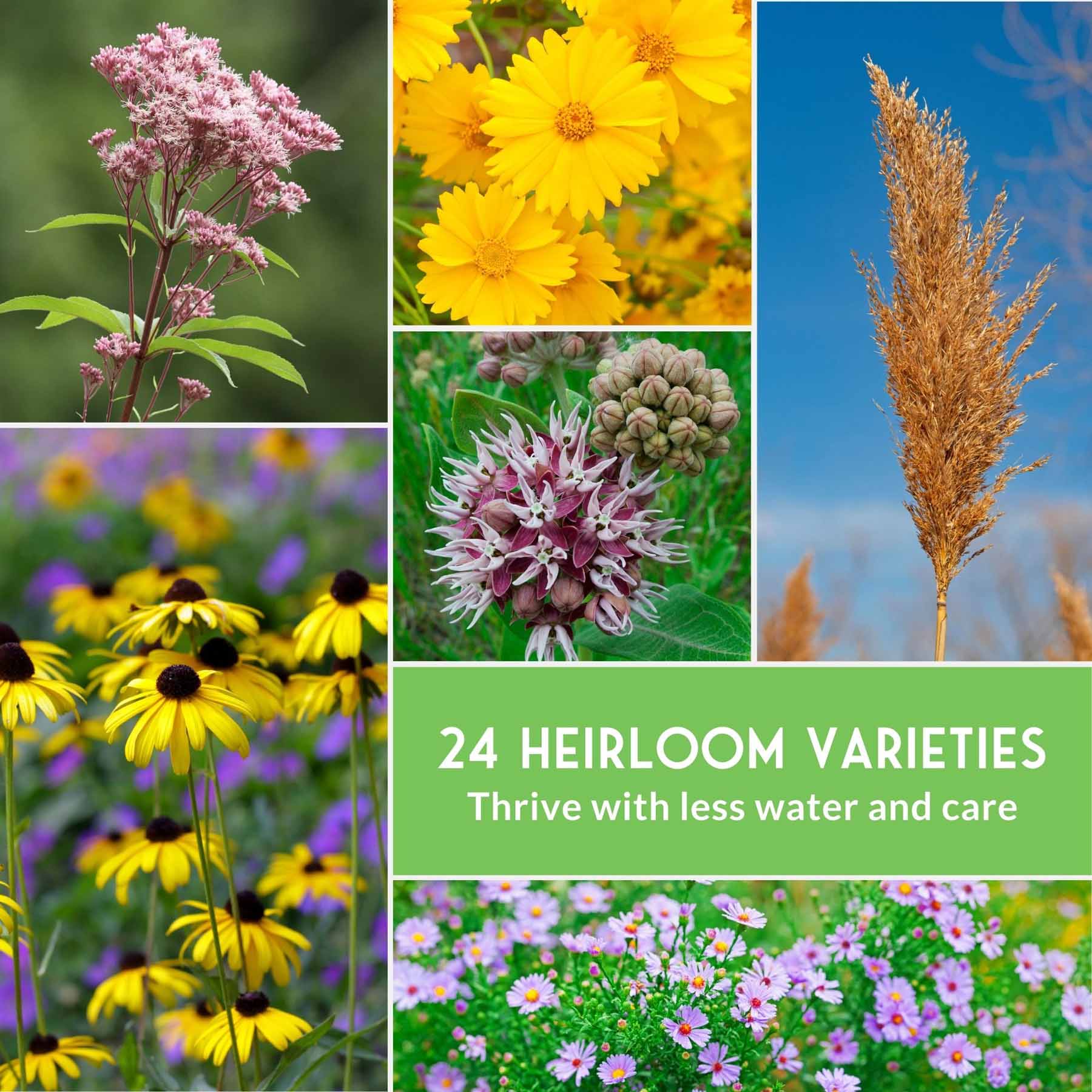 Native Habitat Seed Collection by SurvivalGardenSeeds, featuring 24 native wildflower and grass seeds for pollinators and low-maintenance landscapes.