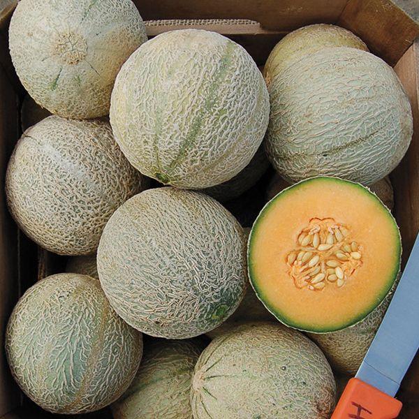 Organic Sivan melon seeds from Grow Organic, vegetable seeds for planting and growing Sivan melons in your garden.