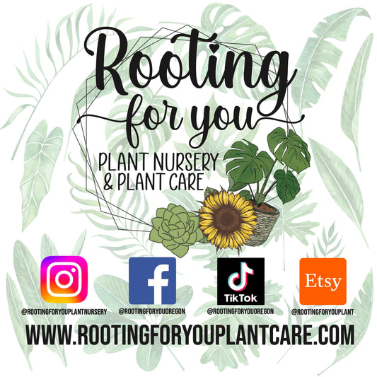Vegan premium kelp tea bags in a box, natural and organic, for plant watering; easy to brew in watering cans, from Rooting For You Plant Nursery.