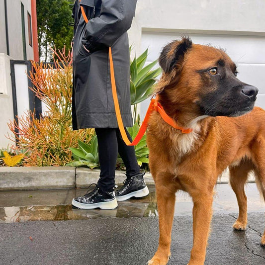 Durable waterproof PVC handsfree dog leash by Tilley + Me with a secure clip and comfortable handle, suitable for all weather walks.
