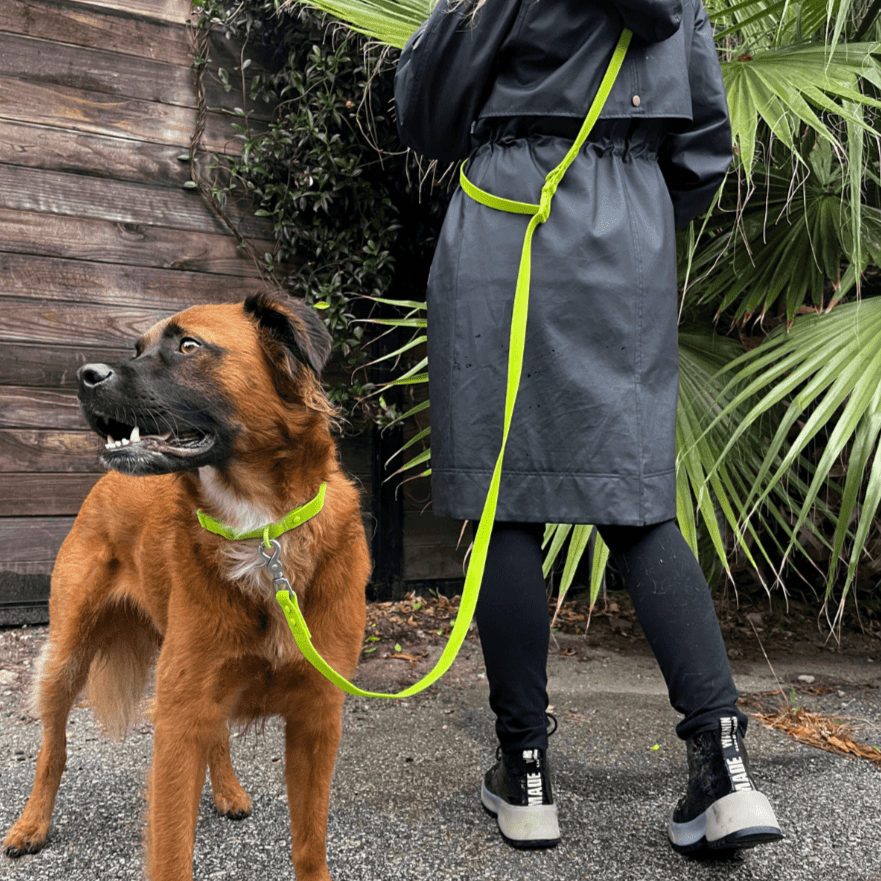 Black PVC dog collar by Tilley + Me, waterproof, durable, and odor-resistant, shown on a dog with a close-up view of the collar.