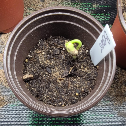 Hasty Roots seedling heat mat for gardening supplies, showing a close-up of the black mat with seedlings placed on top.