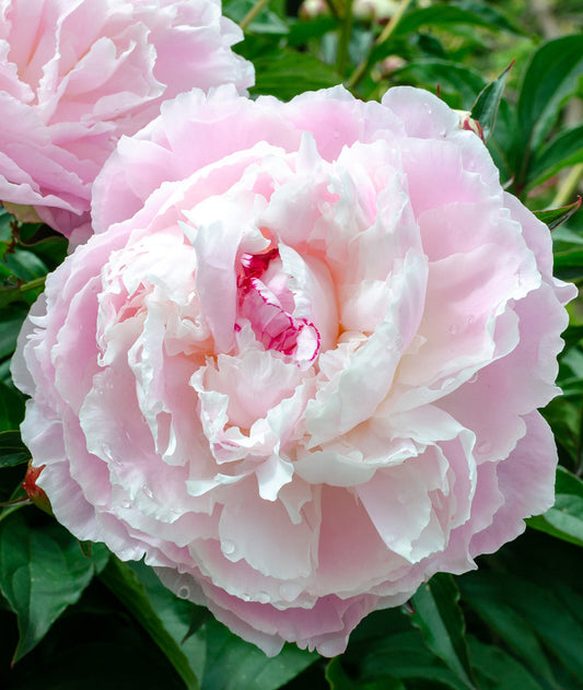 BloomingBulb Shirley Temple Peony root division with lush pink blossoms and green foliage in a garden setting.