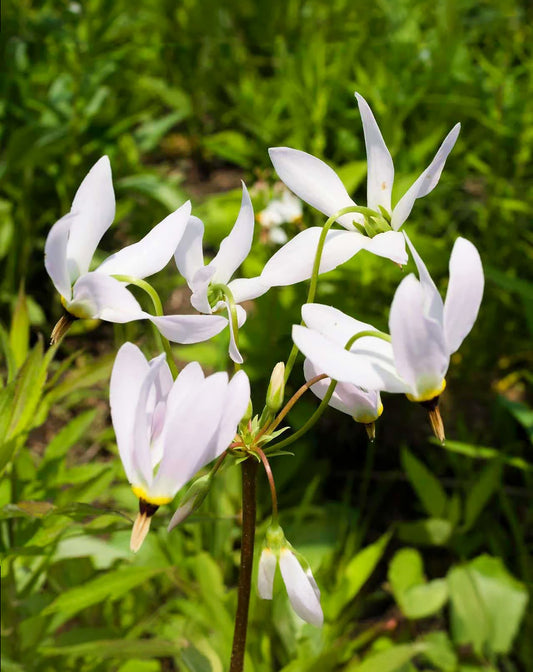 Wildflower Shooting Star with 5 root divisions from BloomingBulb, showing vibrant blooms and lush green foliage in a garden setting.