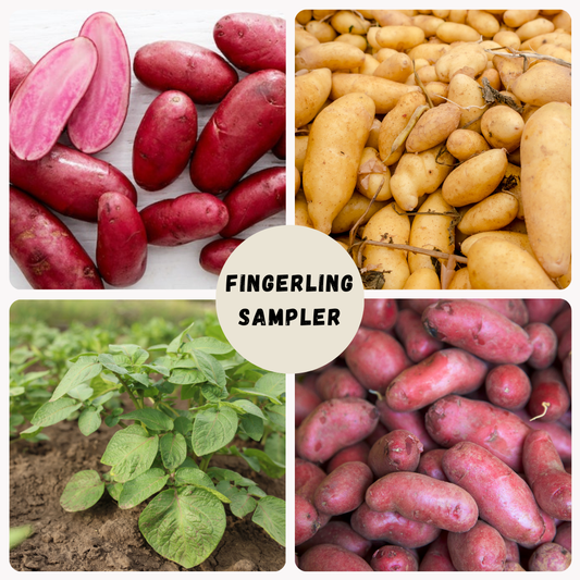 Assorted fingerling potatoes from The Farm On Central Fingerling Potato Sampler, showcasing small, colorful tubers on a white background.