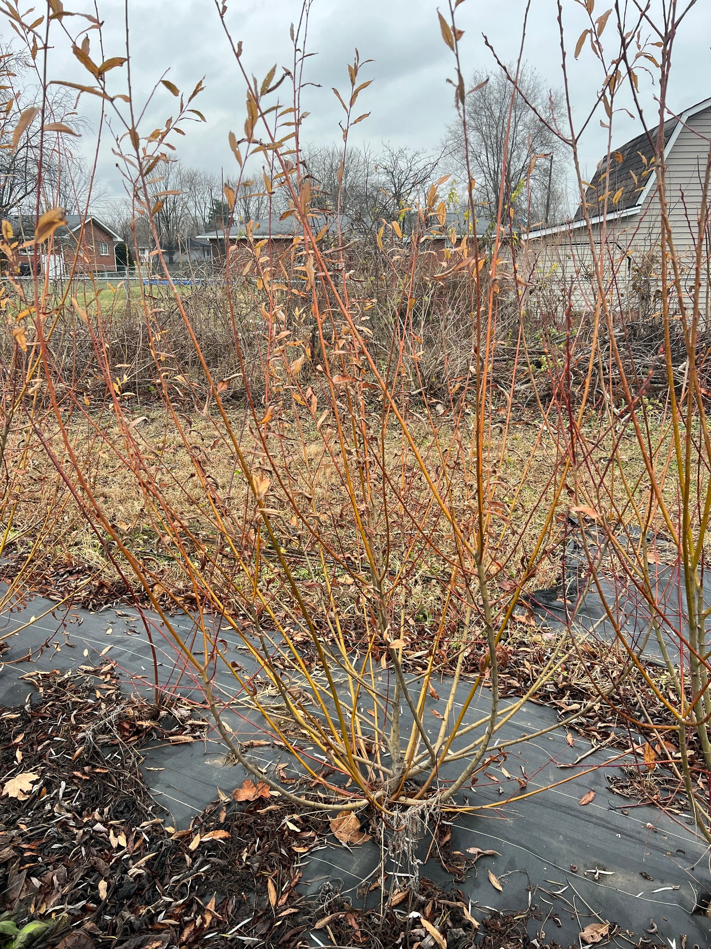 Showtime Willow "Caprea x Cinerea S365" by The Farm On Central, featuring a lush, healthy willow plant with vibrant green foliage.