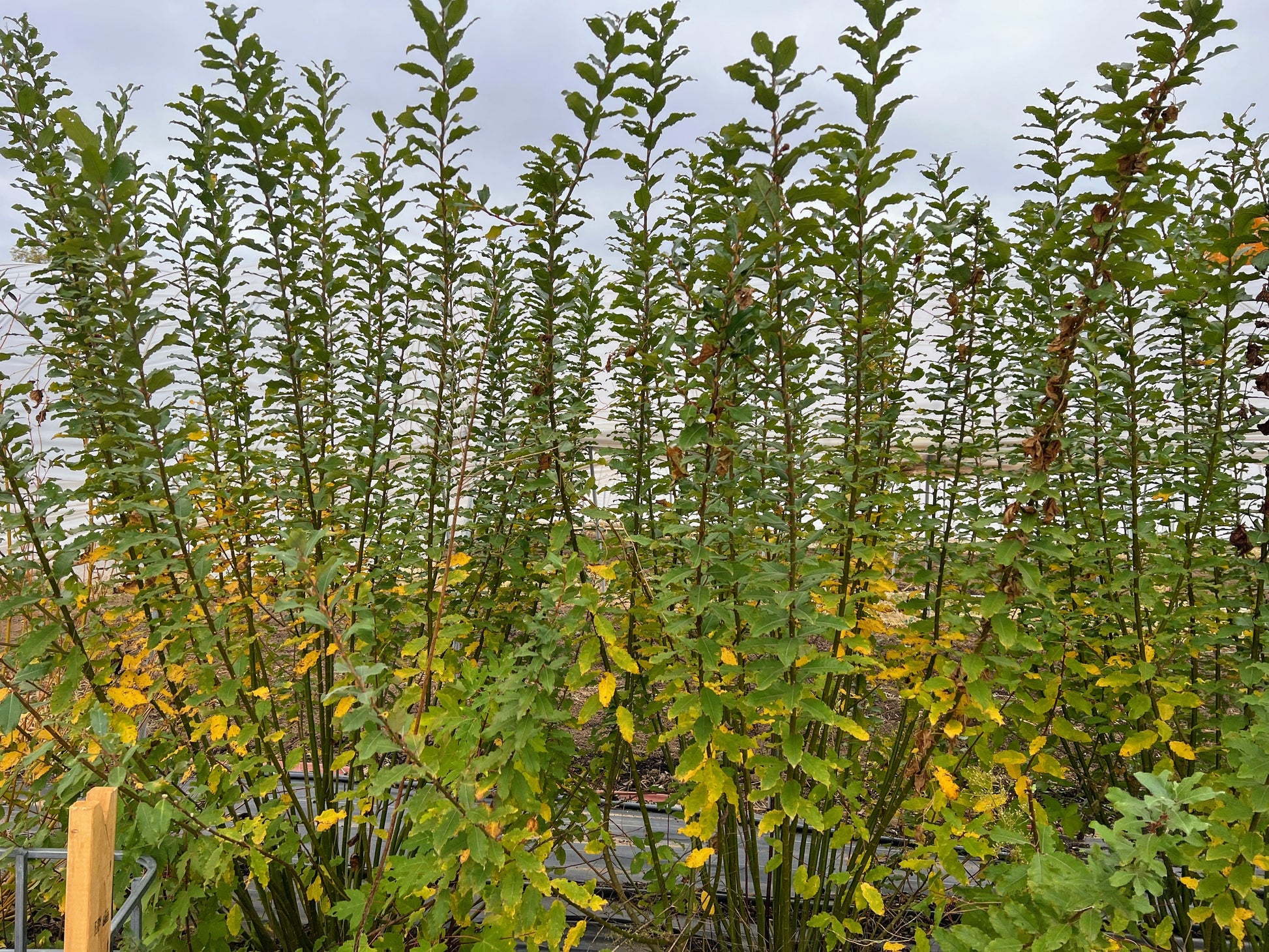 Showtime Willow "Caprea x Cinerea S365" by The Farm On Central, featuring lush, variegated green and grayish foliage.