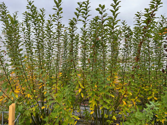 Willow plant material for streambanks and biomass from The Farm On Central, showing bundled willow branches and stems.