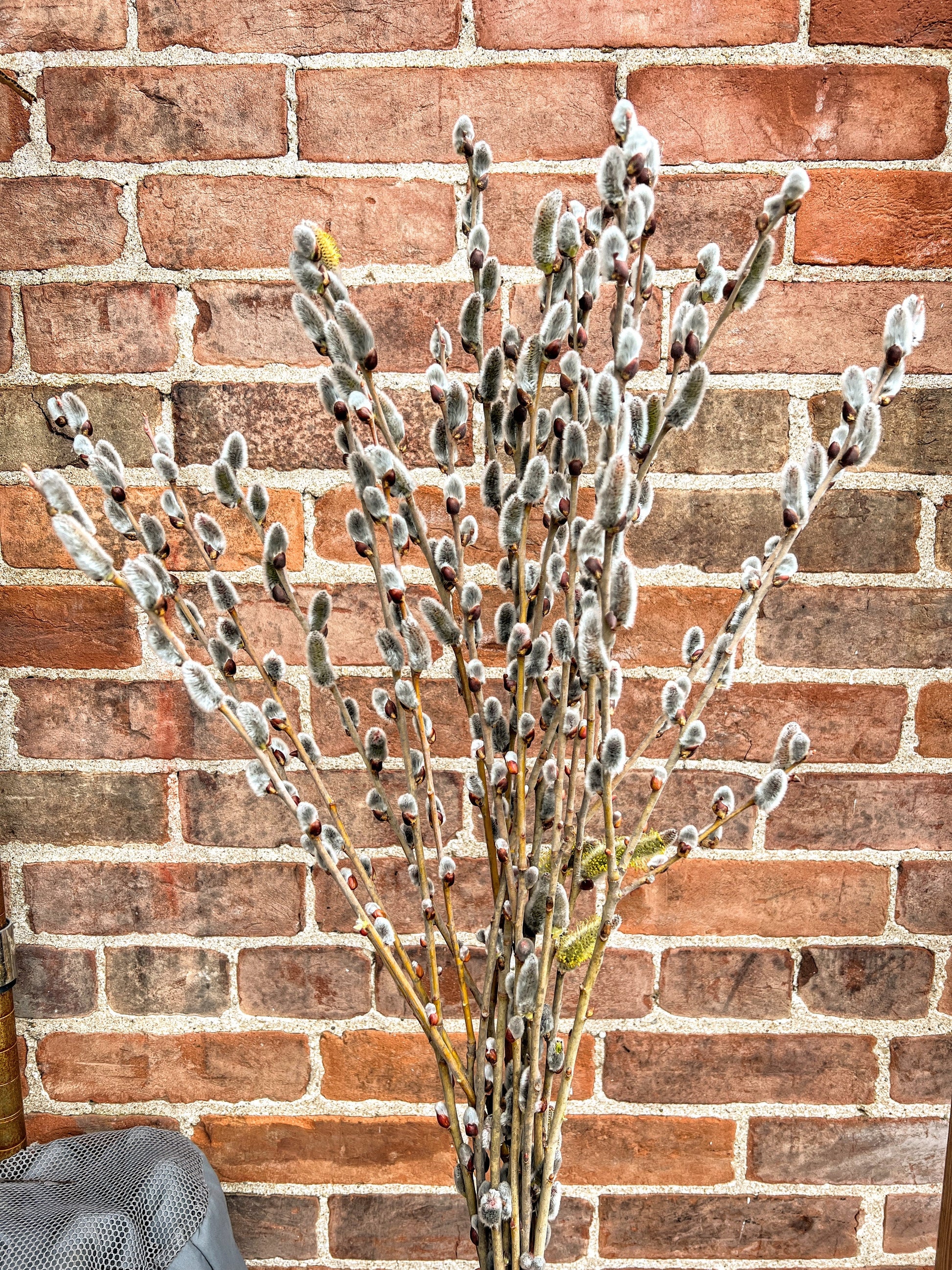 Showtime Willow Caprea x Cinerea S365 bonsai tree in a pot with green foliage and delicate branches, displayed outdoors.