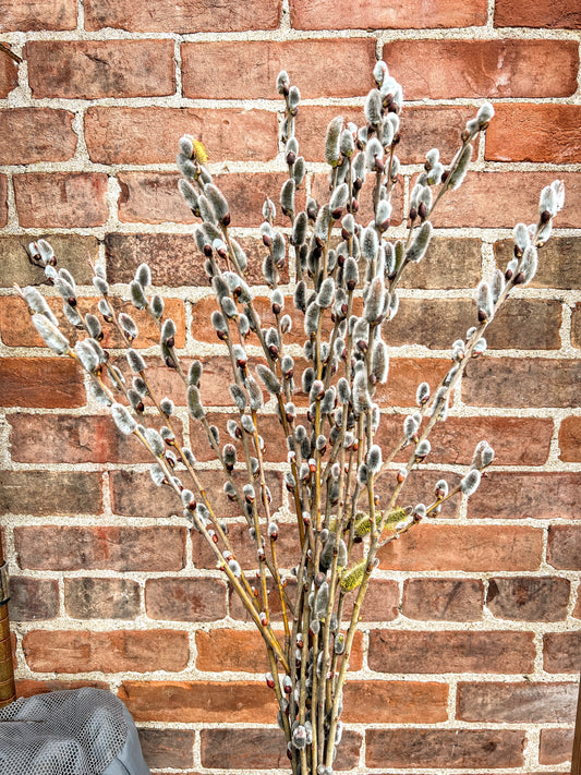 Showtime Willow Caprea x Cinerea S365 bonsai tree in a pot with green foliage and delicate branches, displayed outdoors.