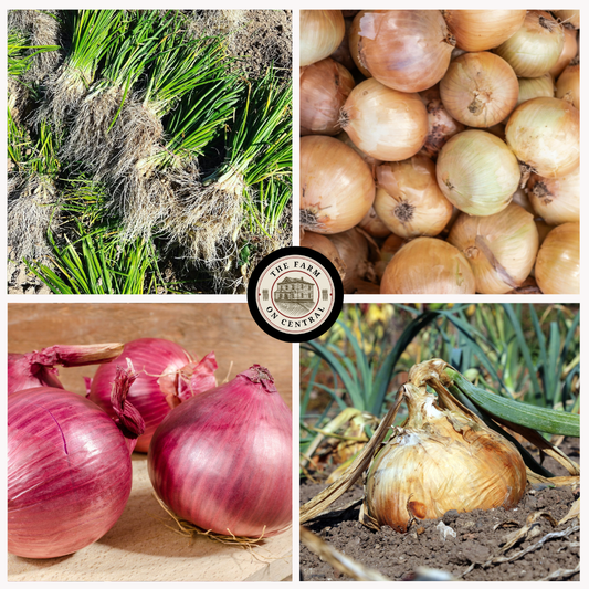 Bundles of fresh short day onions in a mesh bag, labeled Southern, from The Farm On Central.
