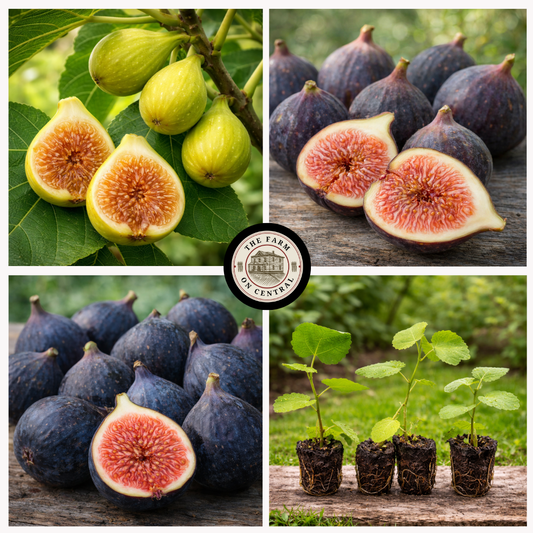 Image of The Farm On Central Southern Fig Trio featuring three fresh, ripe figs arranged on a rustic wooden surface.