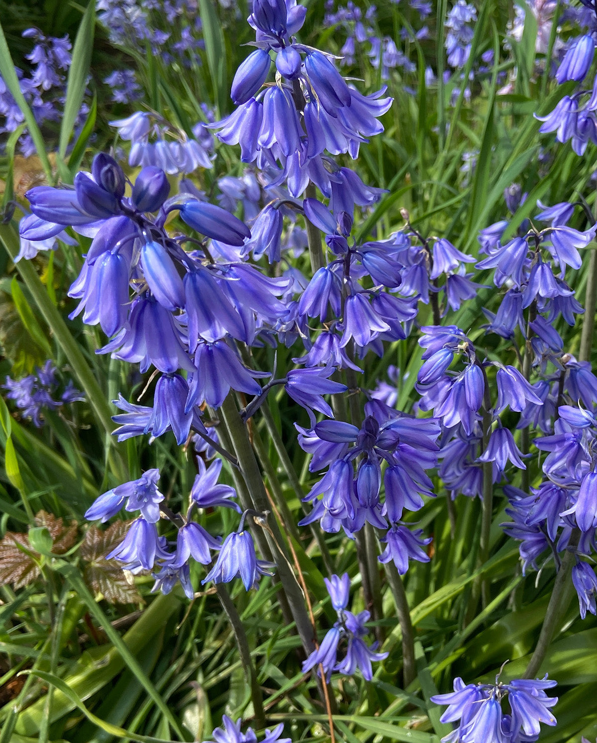 Blue Spanish Bluebells - 25 bulbs