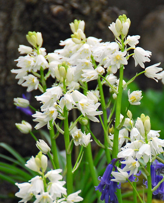 White City Spanish Bluebells bulbs from BloomingBulb, showing vibrant white-blue bell-shaped flowers in a natural garden setting.