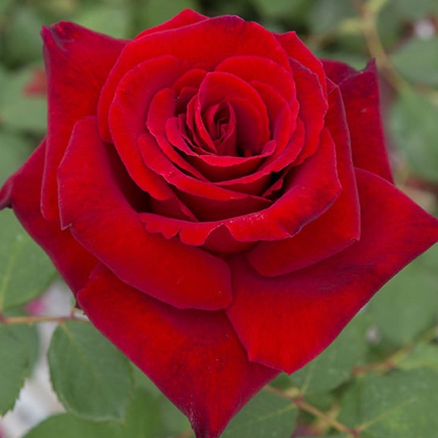 Fresh Garden Living Loves Promise Rose plant in a 1.5-gallon pot, vibrant pink blooms and lush green foliage, ready for planting.