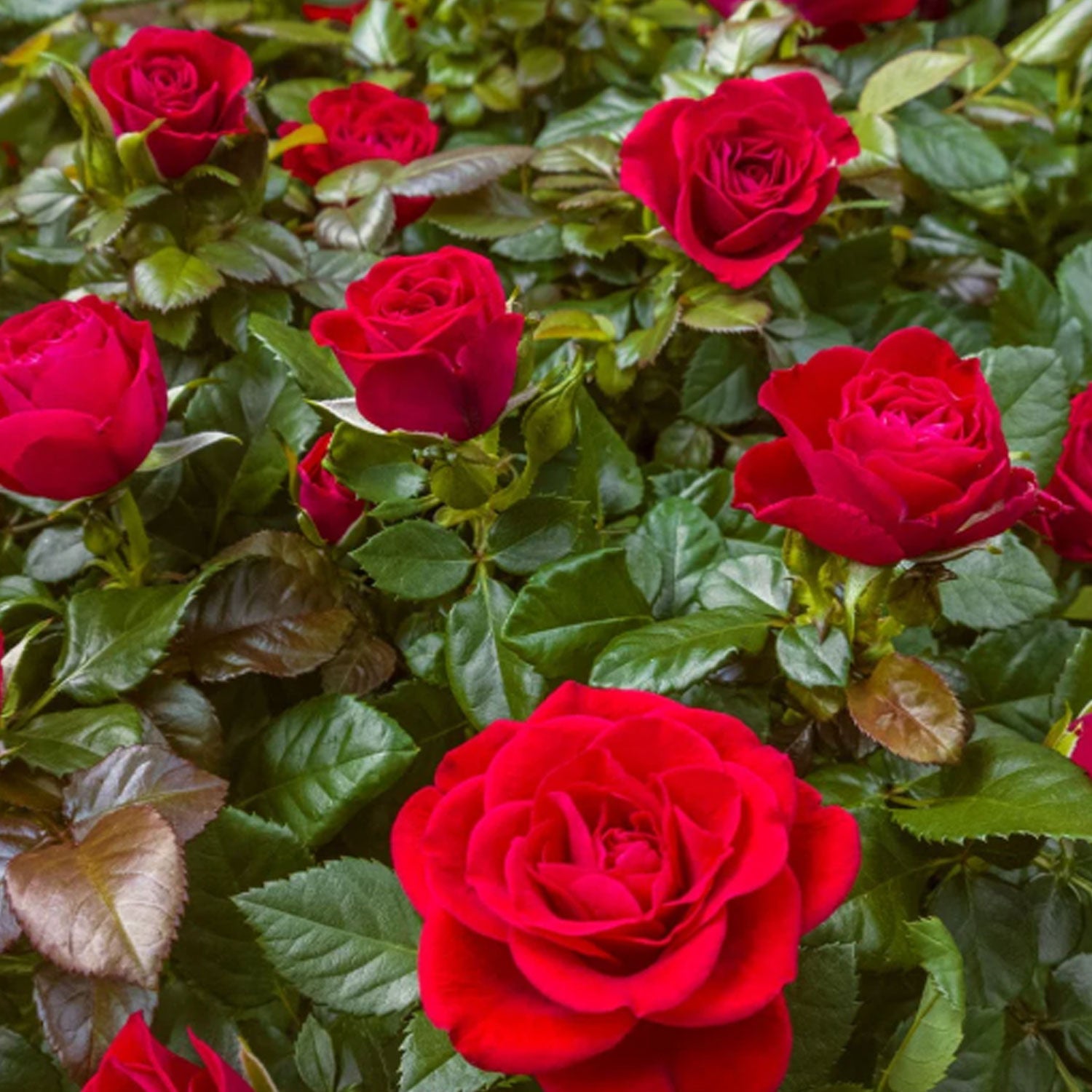 Fresh Garden Living Loves Promise rose plant in a 1.5-gallon pot with lush green leaves and vibrant rose blooms.