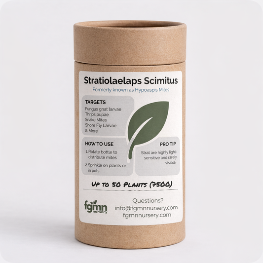 Stratiolaelaps scimitus predatory mites, a biological pest control treatment by FGMN Nursery, shown in the image.