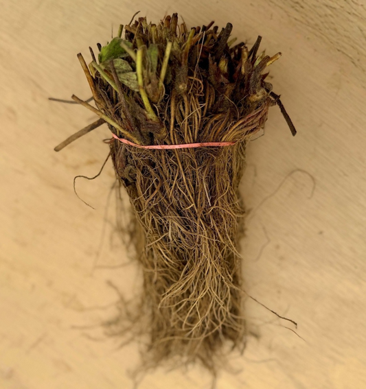 Bare root Cabot strawberry plants from The Farm On Central, showing green leaves and roots ready for planting.
