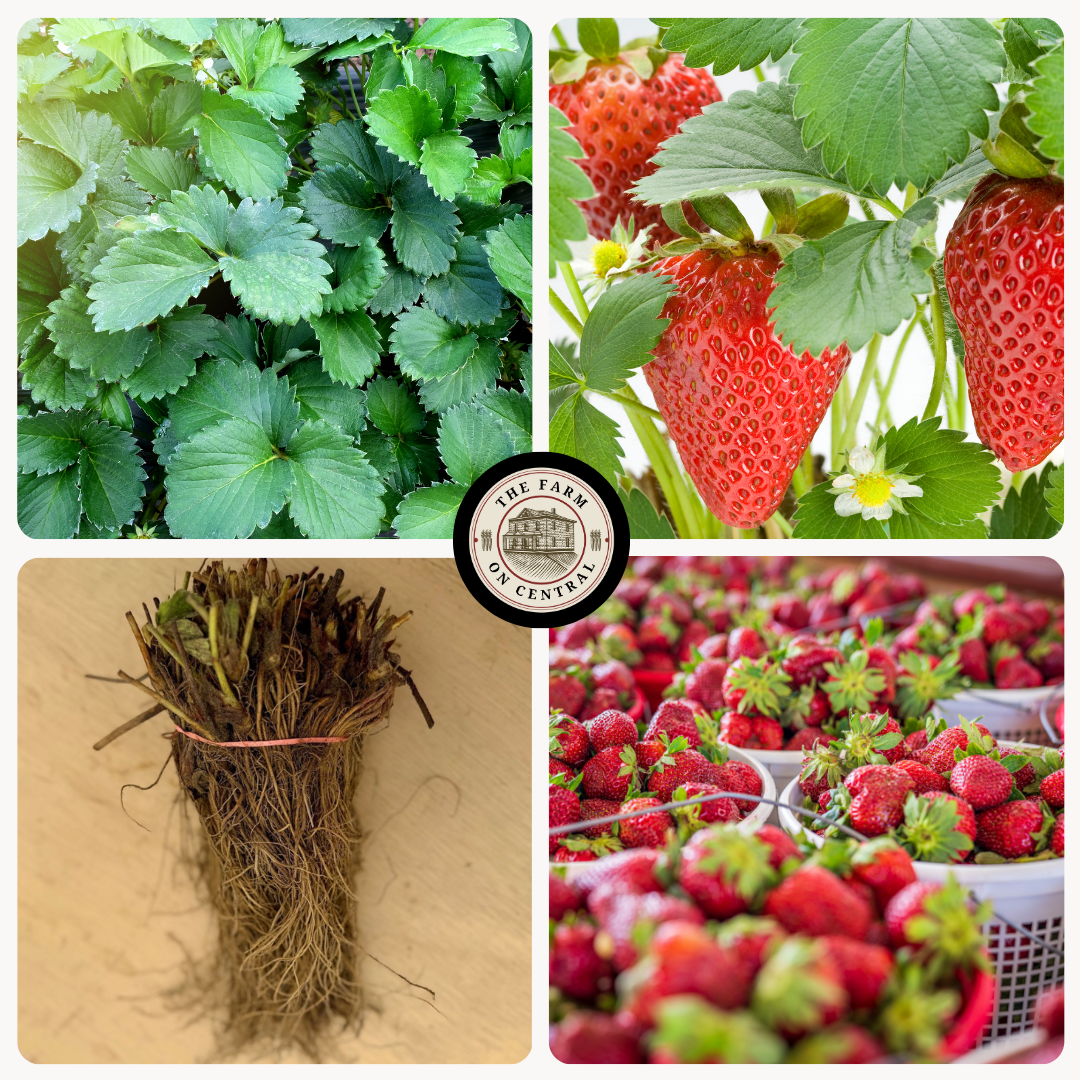 All Star Strawberry Plants Mid-Season Champion by The Farm On Central, healthy green strawberry plant with ripe strawberries.