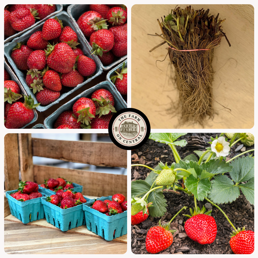 Healthy Seascape strawberry plants from The Farm On Central with lush green leaves and developing red strawberries.