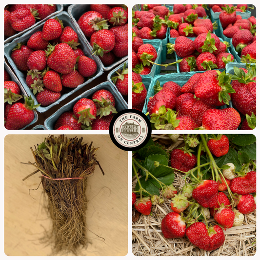 Galletta strawberry plant by The Farm On Central with green leaves and developing strawberry fruit in a garden setting.
