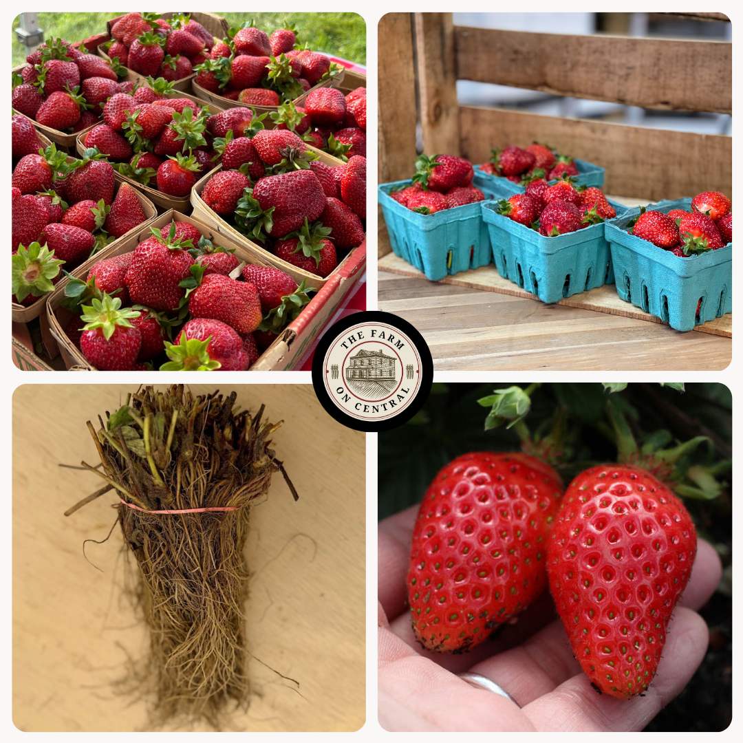 Healthy AC Valley strawberry plant from The Farm On Central with lush green leaves and developing berries.