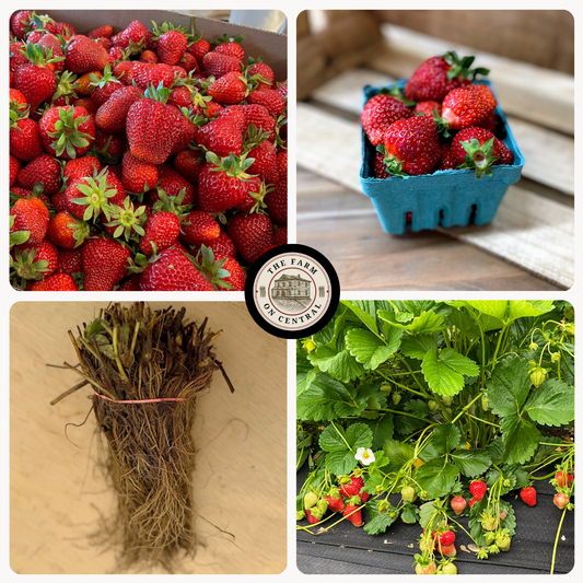 Healthy Cabot strawberry plant from The Farm On Central with vibrant green leaves and developing strawberry buds.